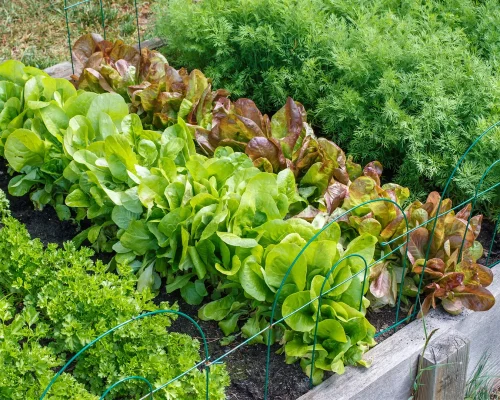 Learn-the-Six-Plant-Growth-Stages