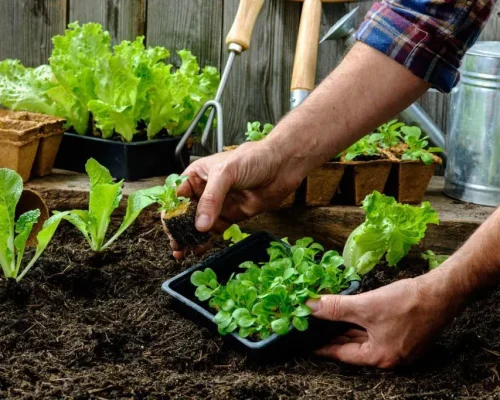 vegetable-garden-maintenance-1024x682
